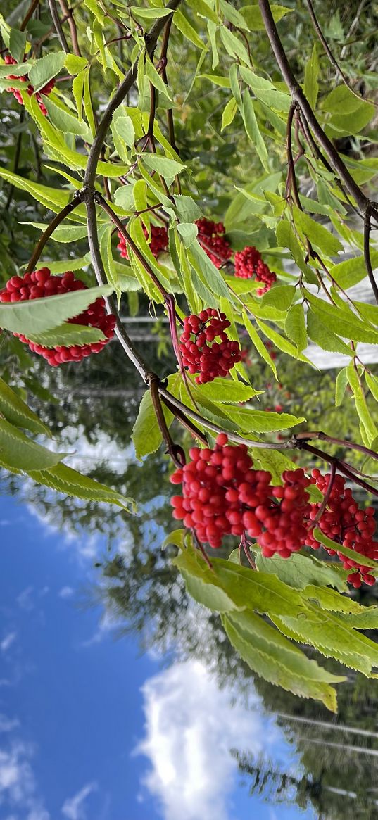 forest, trees, branch, viburnum, berries