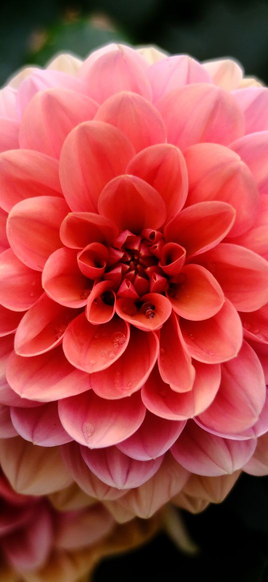 dahlia, flower, macro, petals, pink