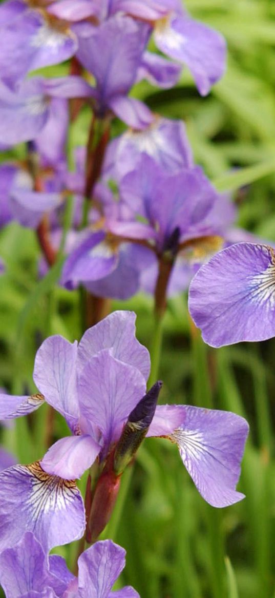 irises, flowers, herbs, flowerbed