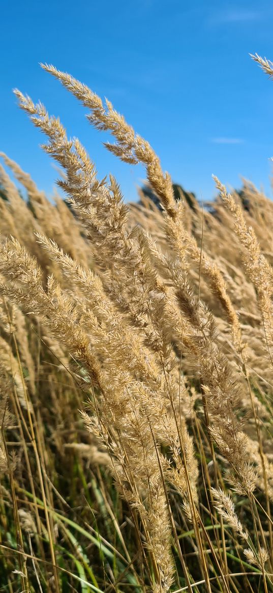 grass, ears, dried flowers, summer