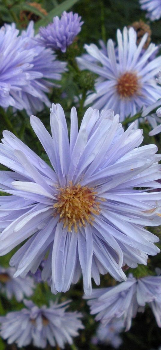 flowers, herbs, flowerbed, garden, drop, freshness