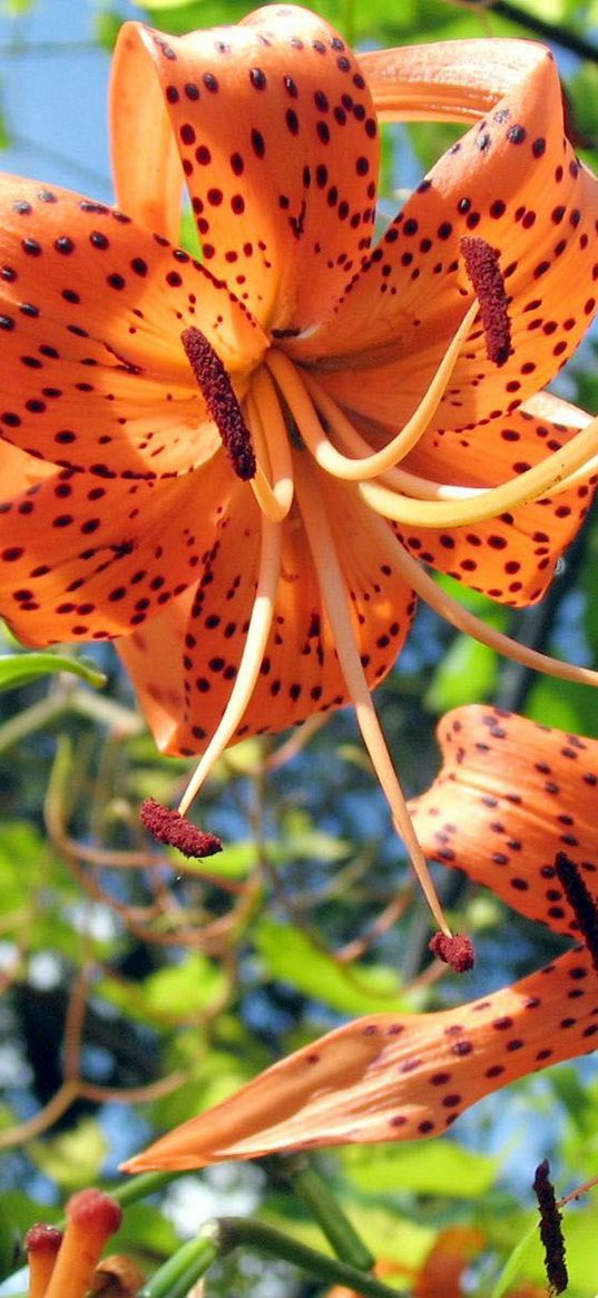 lilies, flowers, spotted, stamens, flowerbed, sky, verdure