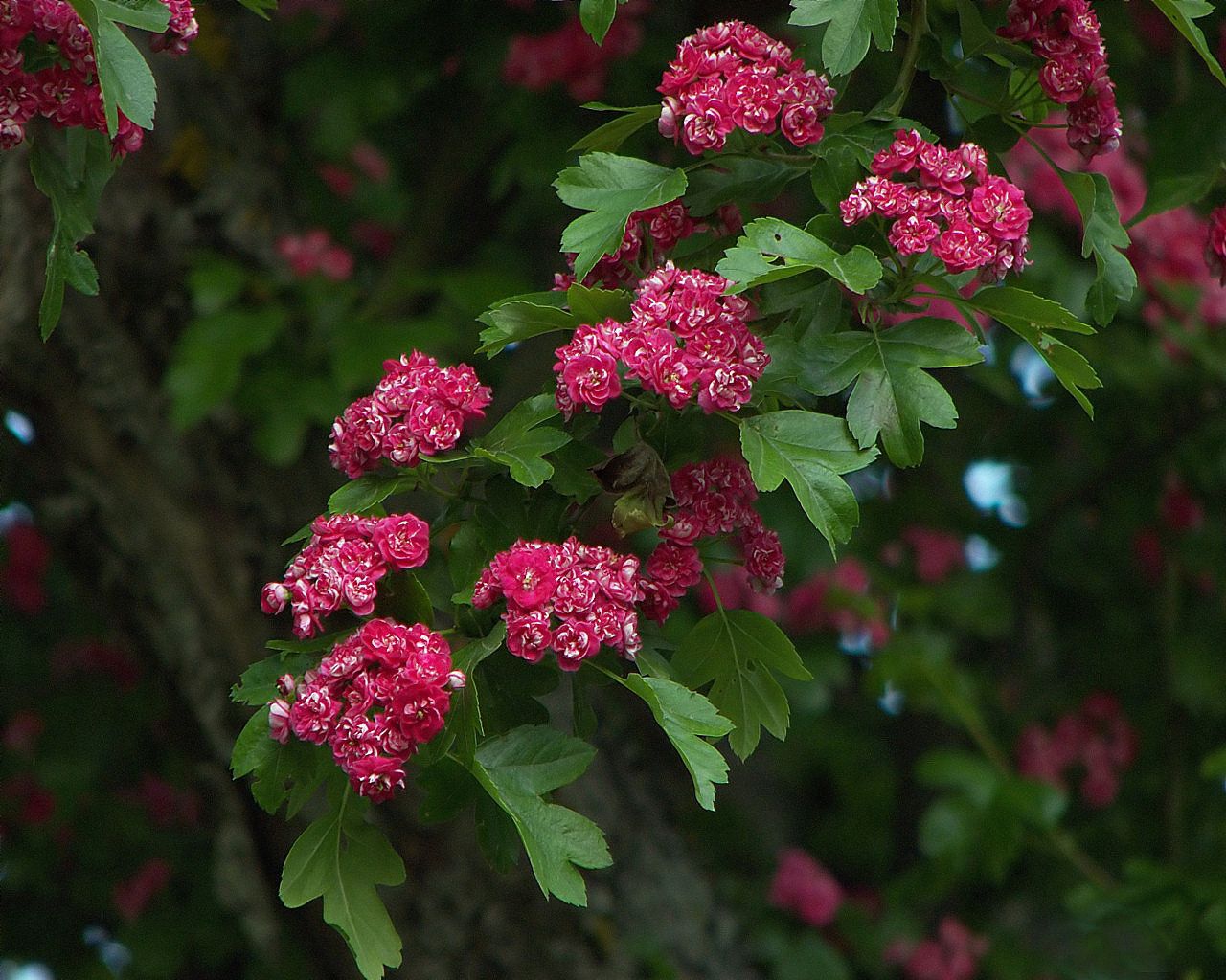 flowers, branches, herbs, tree, leaves, beauty