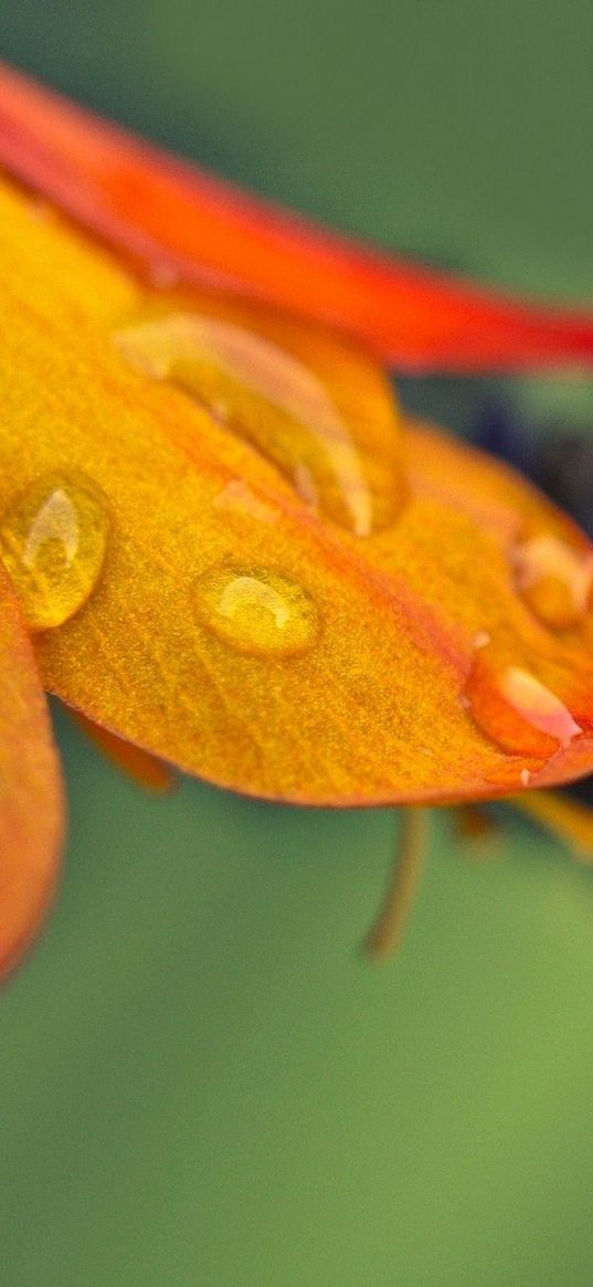 flower, petals, drop, shades