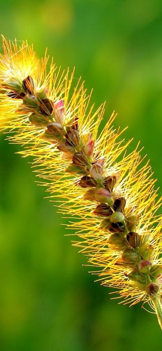 grass, light, ear, bright