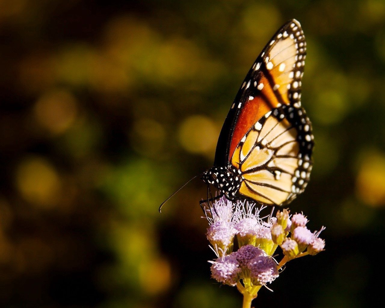 butterfly, wings, grass, flying