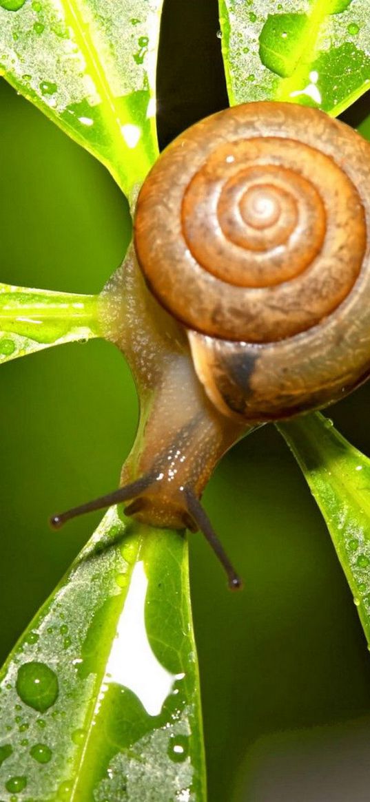 snail, leaves, shape, drops