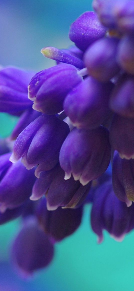 flowers, branch, bright, background, blurred