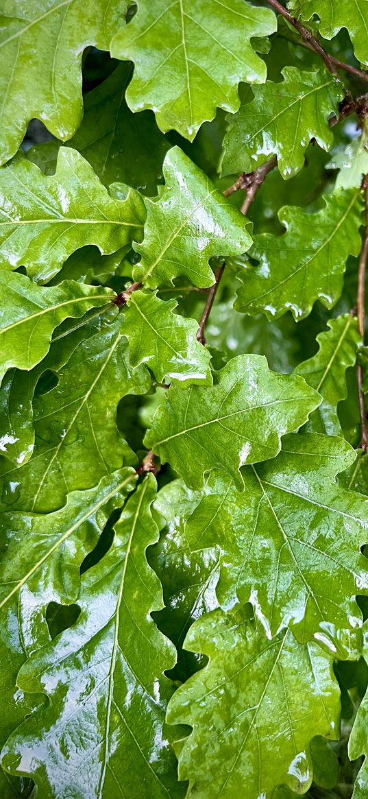 nature, tree, green, leaves, oak