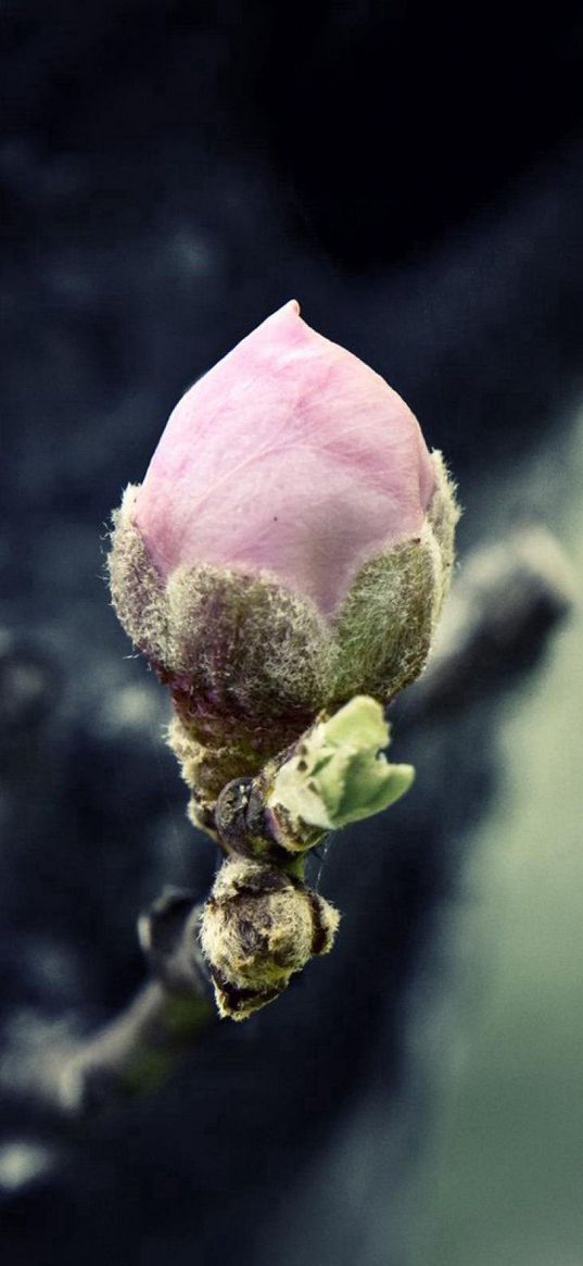 bud, sprout, spring, grass, flower