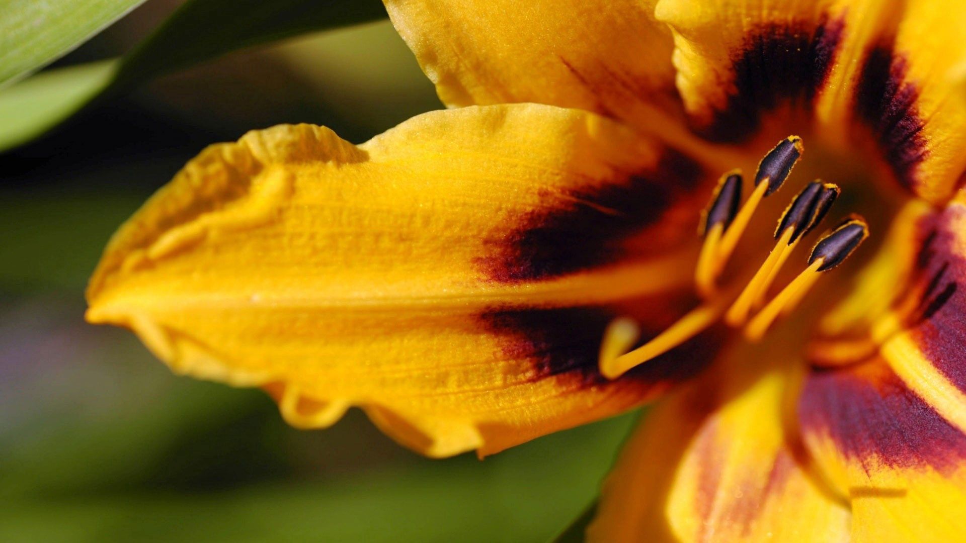 lily, flower, stamen, bands