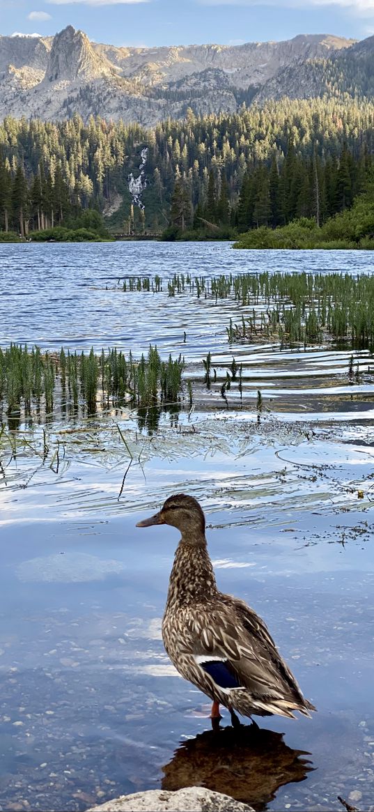 mallard, duck, bird, river