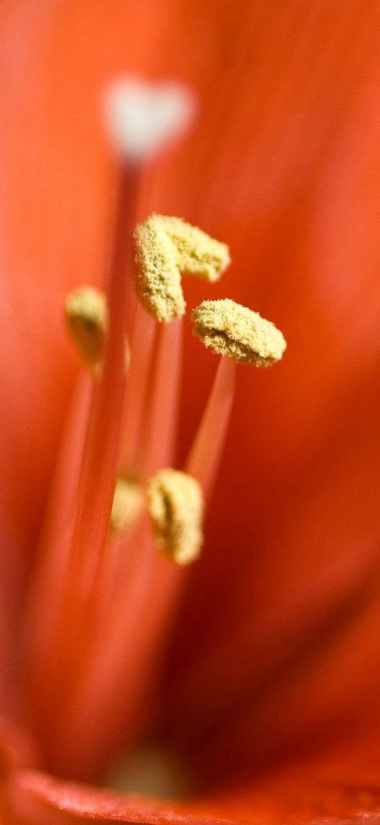 lily, bright, stamens, petals