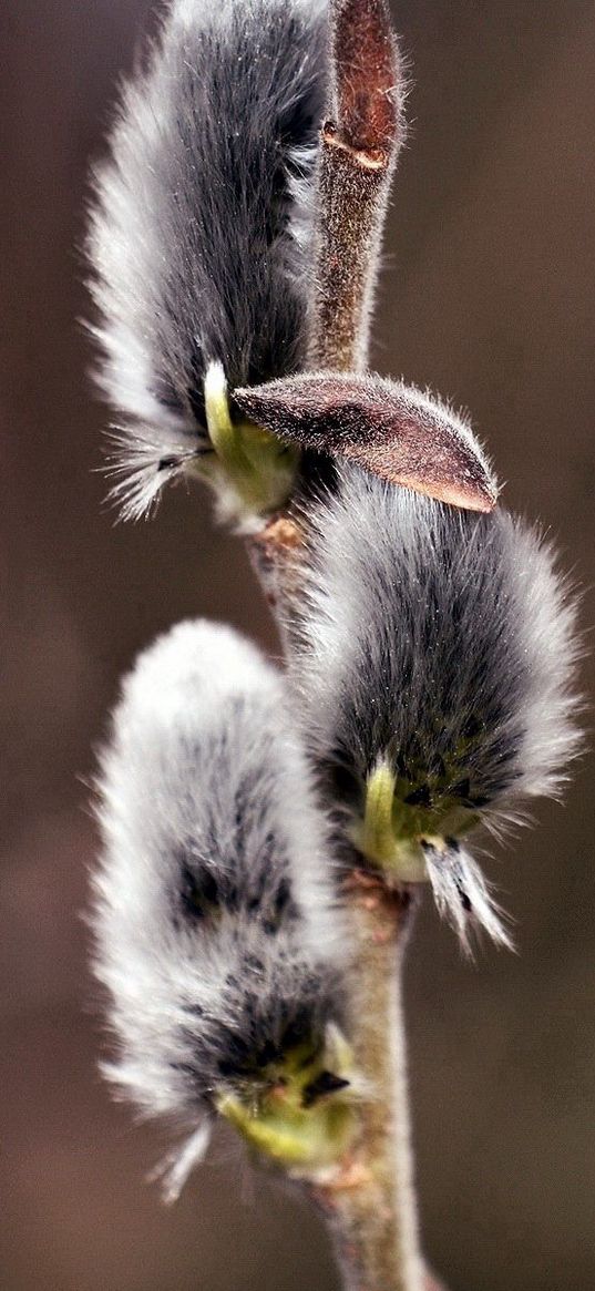 willow, twig, stem