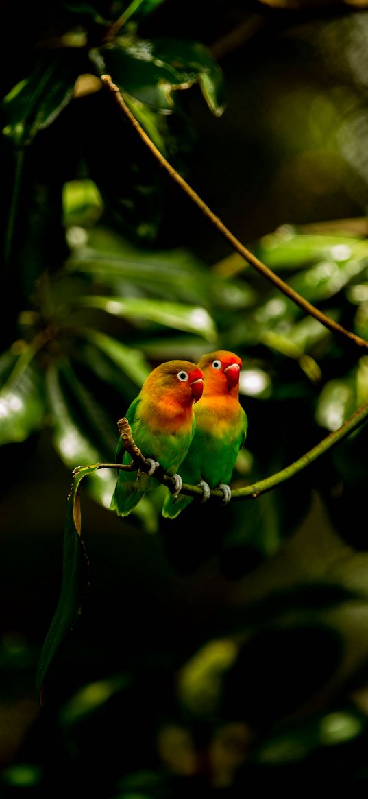 lovebirds, parrots, birds, branch