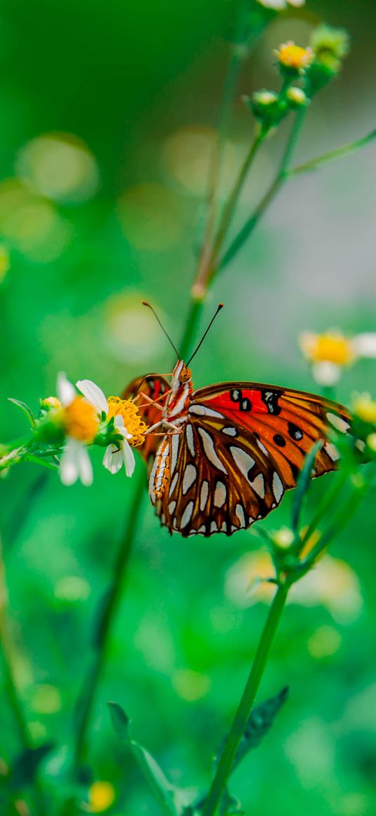 butterfly, camomile, flower, macro