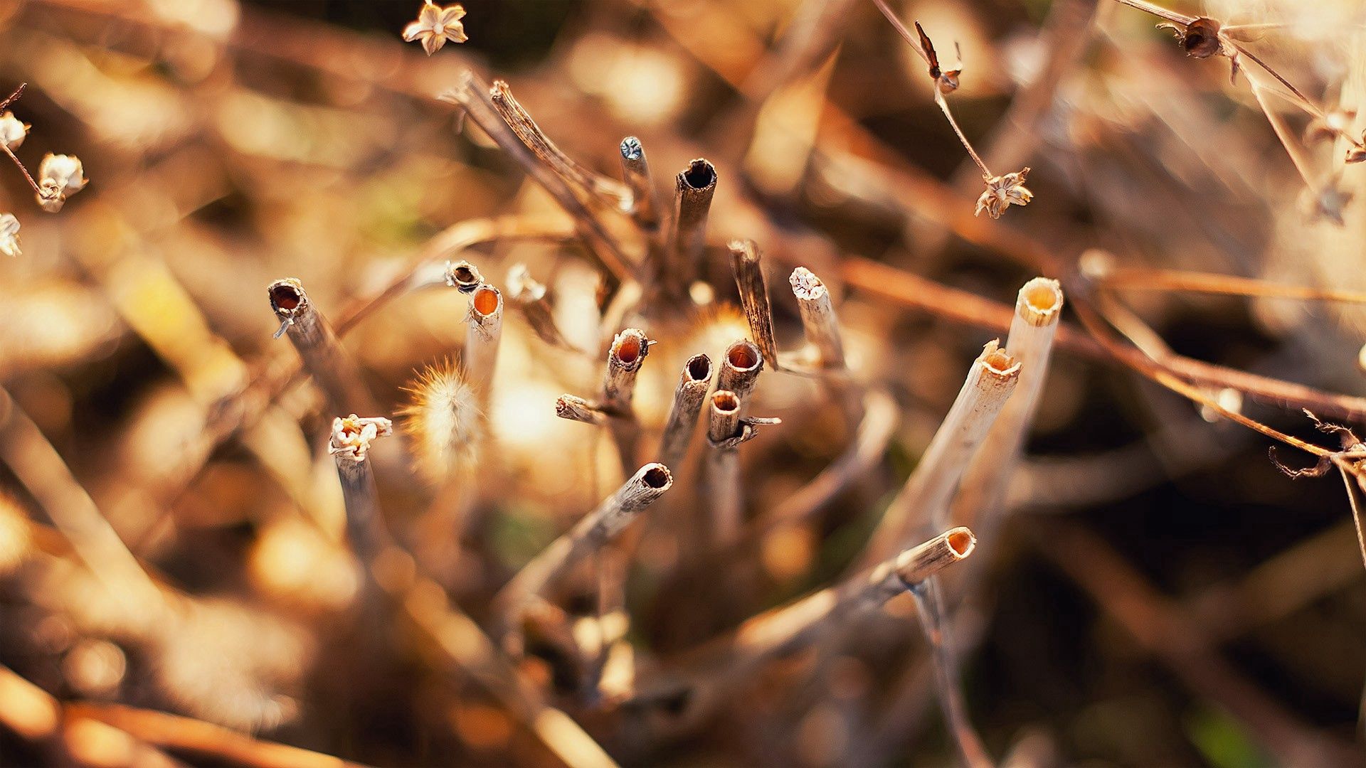 sticks, grass, dry, bright