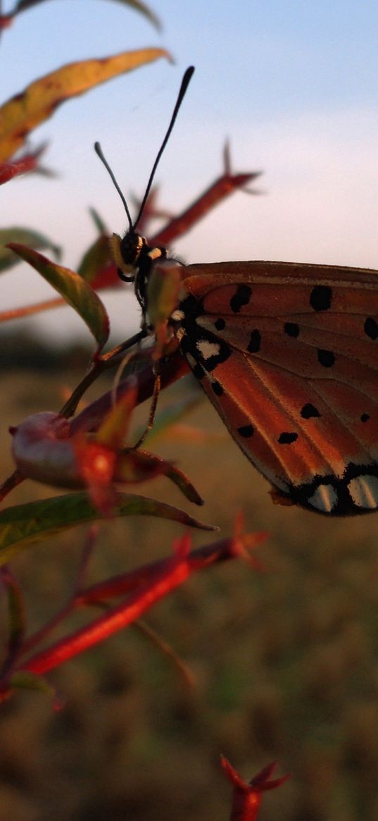 butterfly, branch, flying, wings