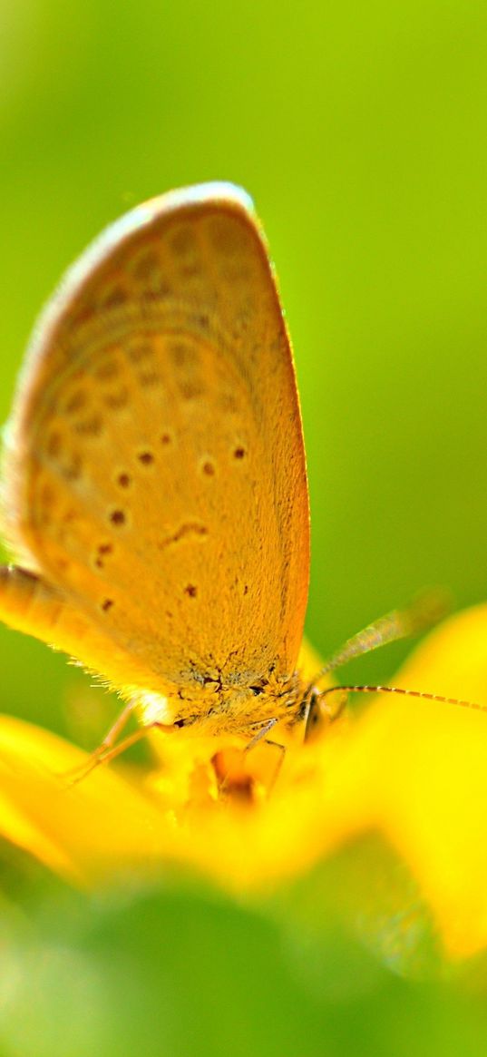 butterfly, flower, flying, bright, color, light