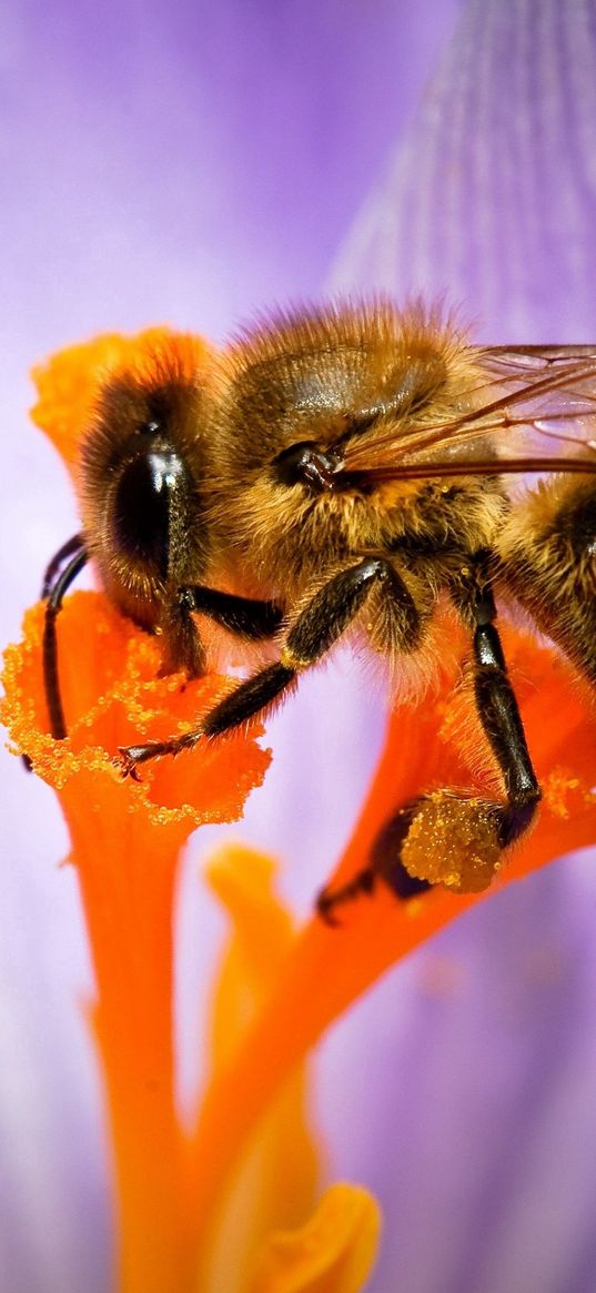 bee, flower, pollination, petals