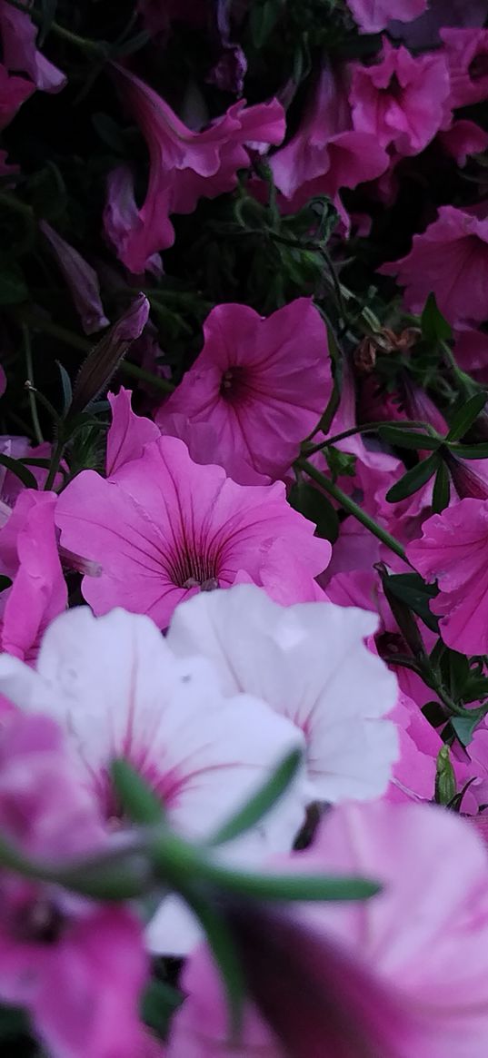 petunias, flowers, pink, white