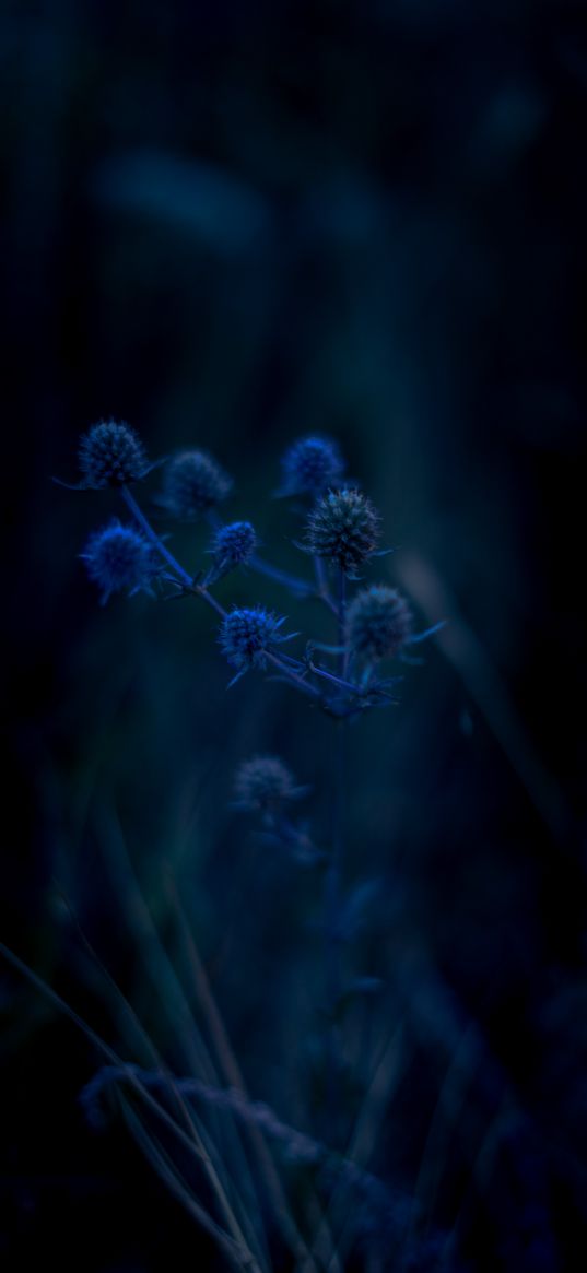 thistle, wildflowers, plant, blue, dark, nature