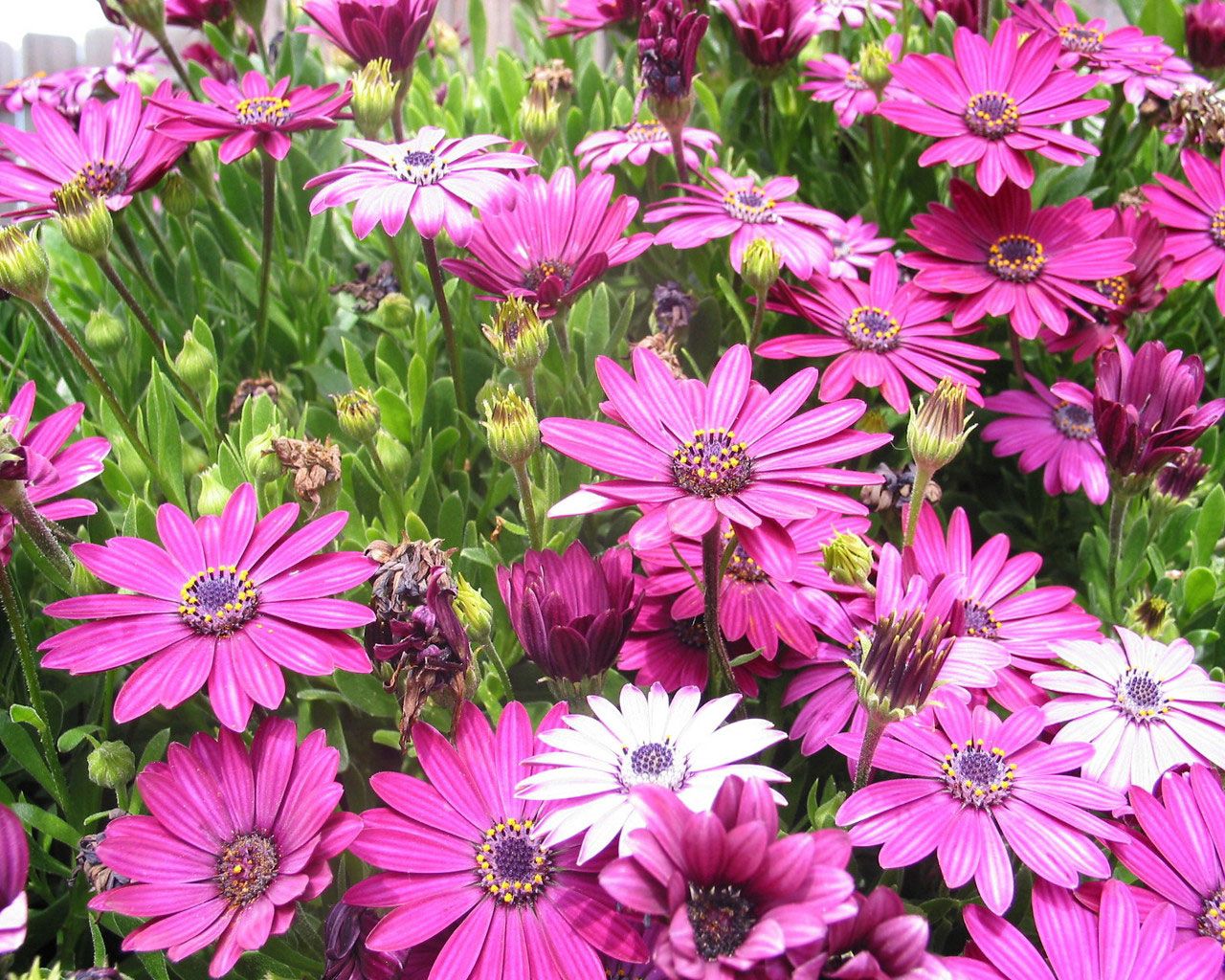 flowers, flowerbed, herb, buds, city