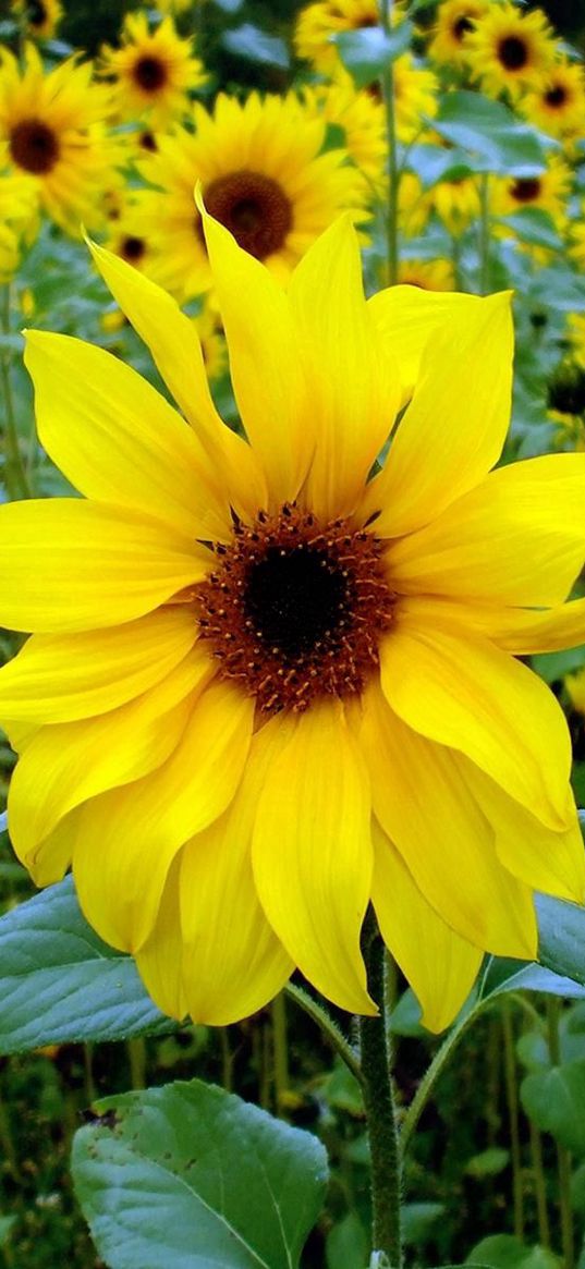 sunflowers, young, green, close-up