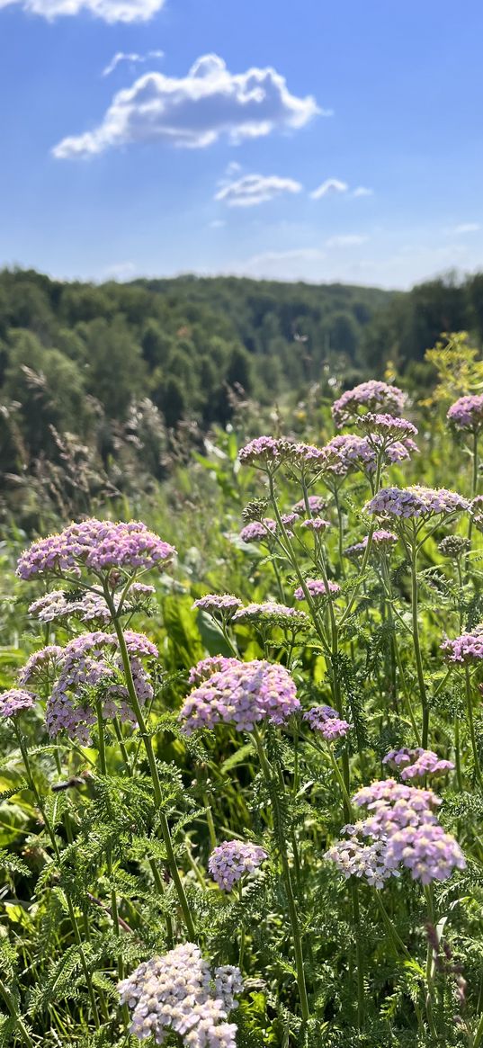 wildflowers, grass, field, forest, clouds, blue sky, nature