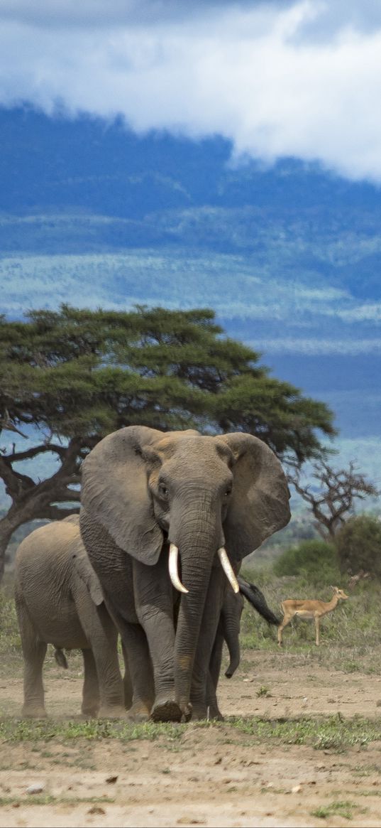 elephants, animal, tree, savannah, wildlife, africa