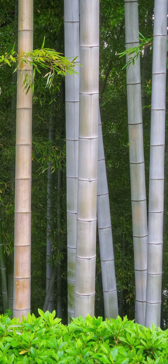 bamboo, trees, trunks, leaves