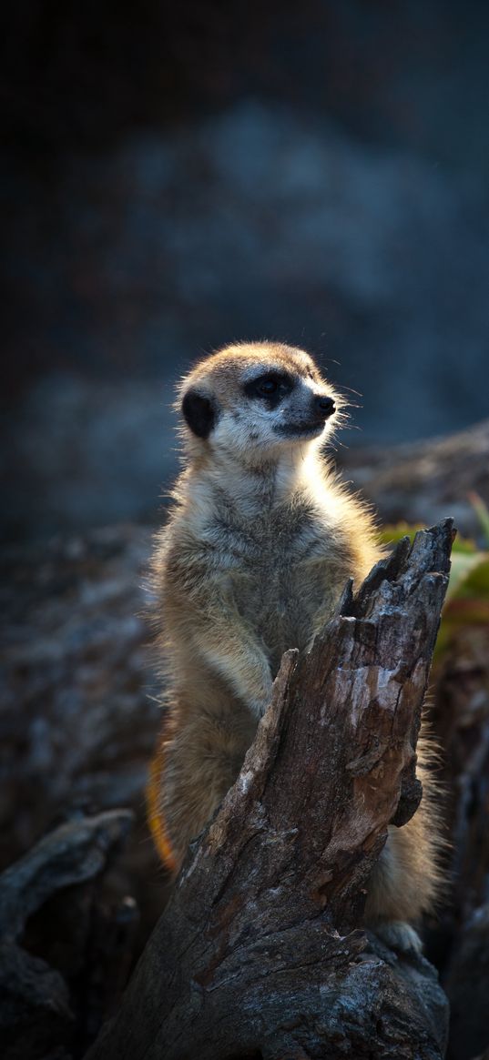 meerkat, animal, wood