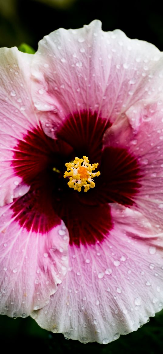 flower, hibiscus, petals, drops