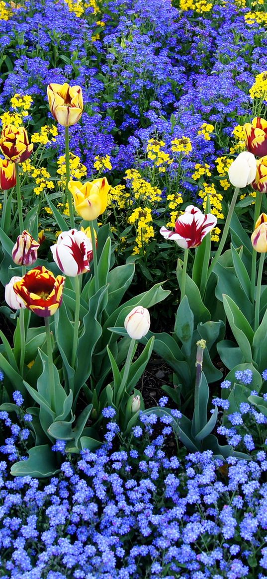 tulips, flowers, different, small, flowerbed, pattern