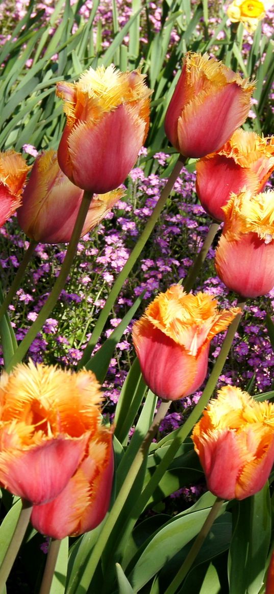 tulips, double, flowers, flowerbed, spring, beauty