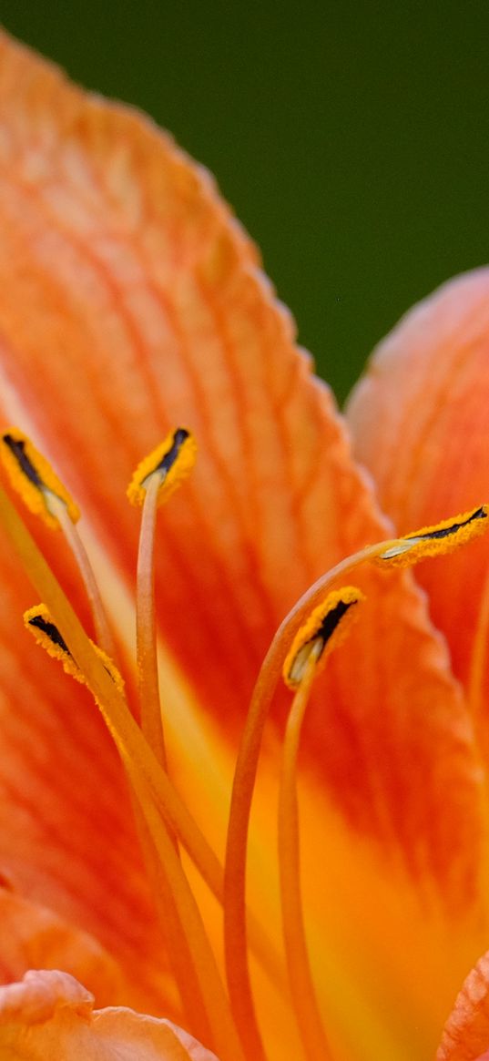 lily, flower, petals, pollen, macro