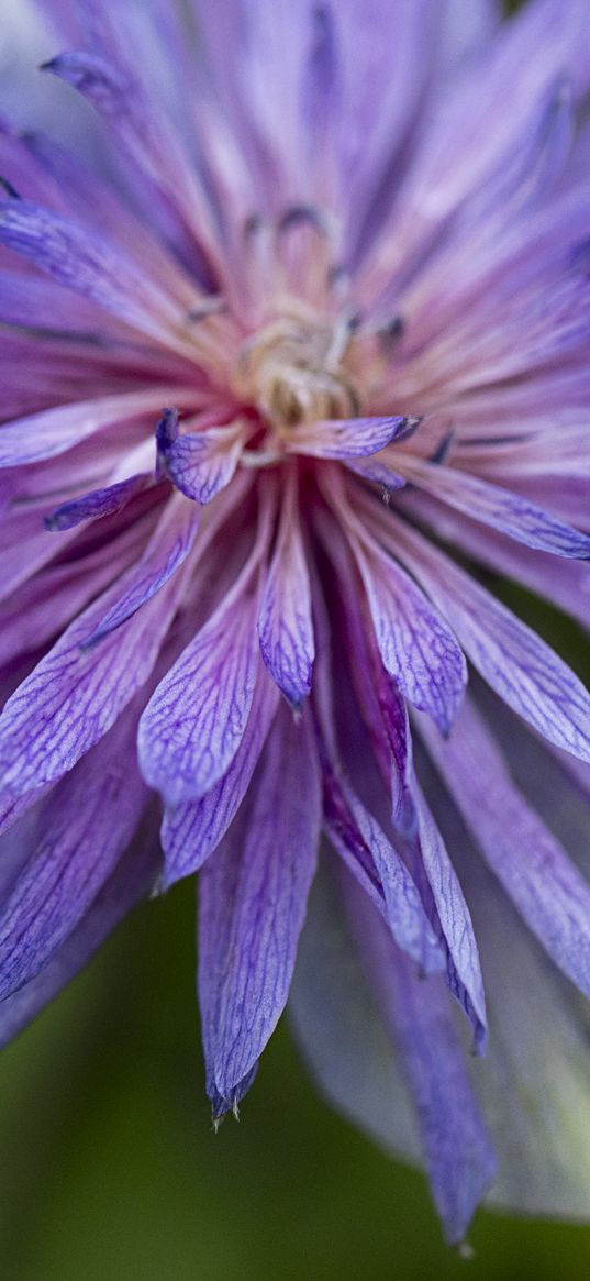 cornflower, petals, flowers, purple