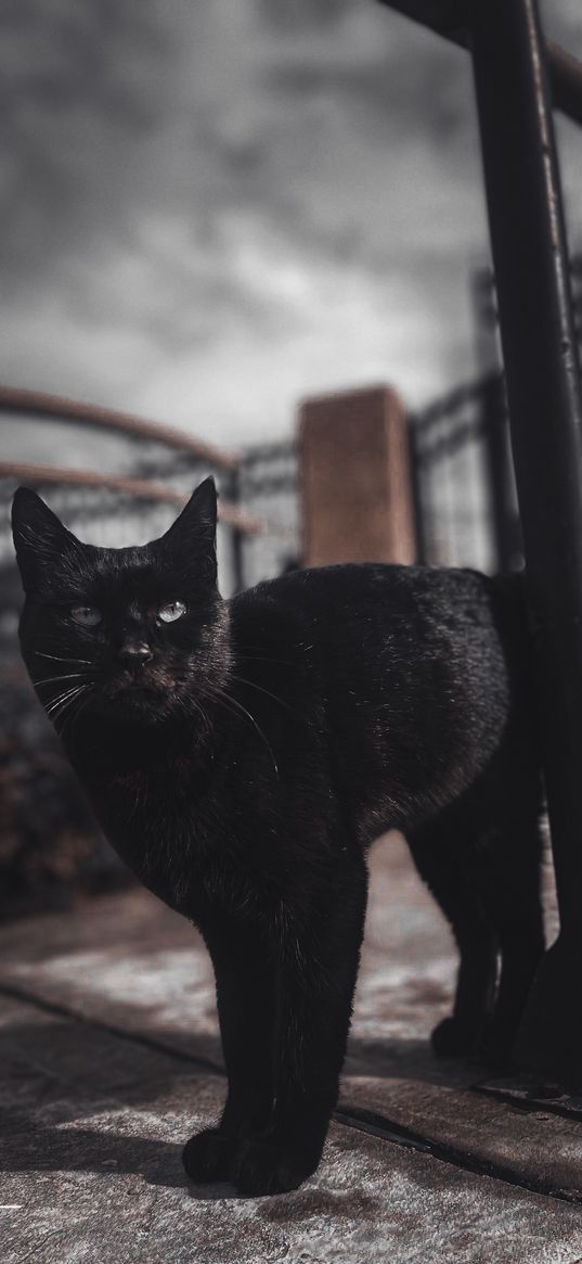 cat, animal, black, pillar