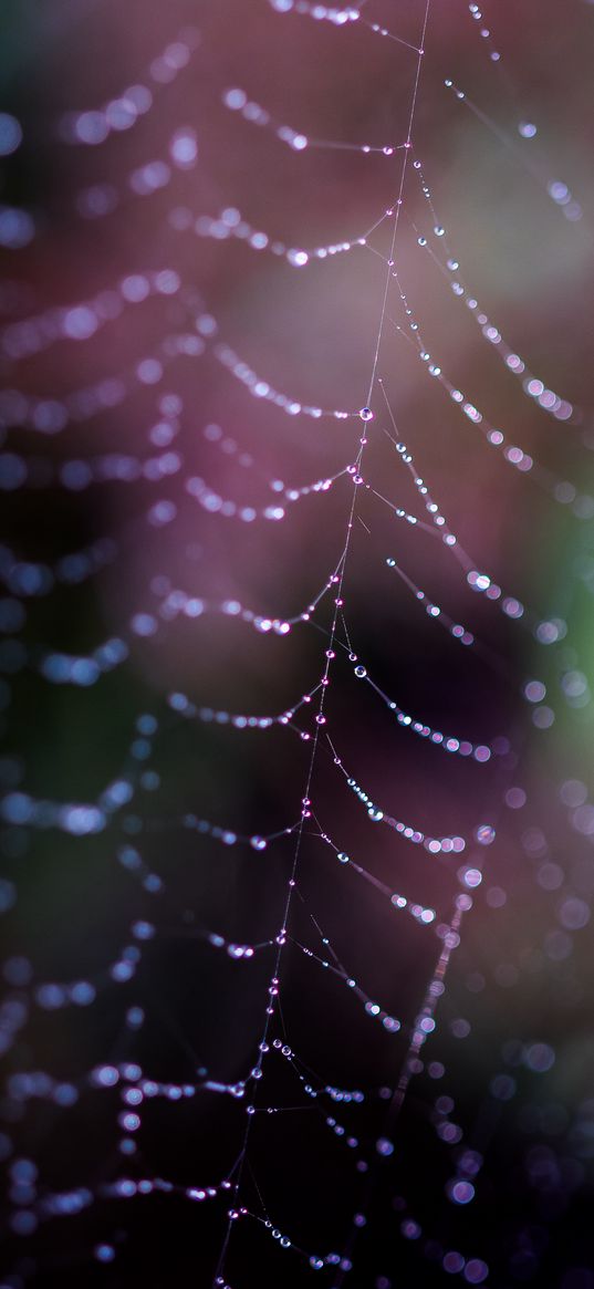 cobweb, drops, macro, dark