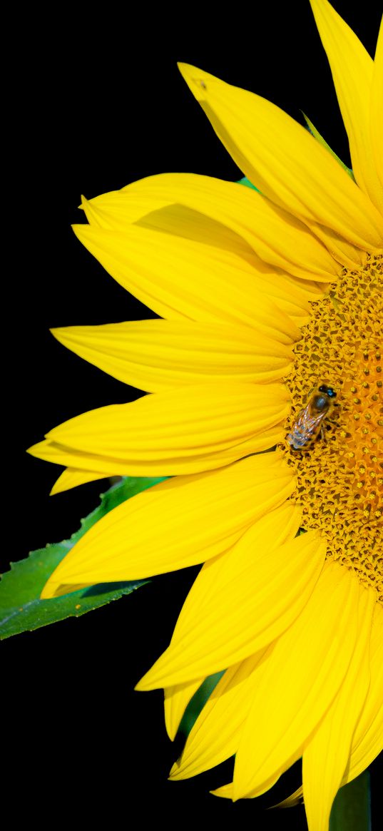 sunflower, flower, yellow, insect, black background