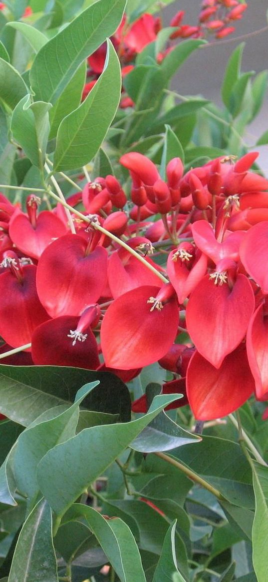 flowers, bright, greens, twigs, beauty