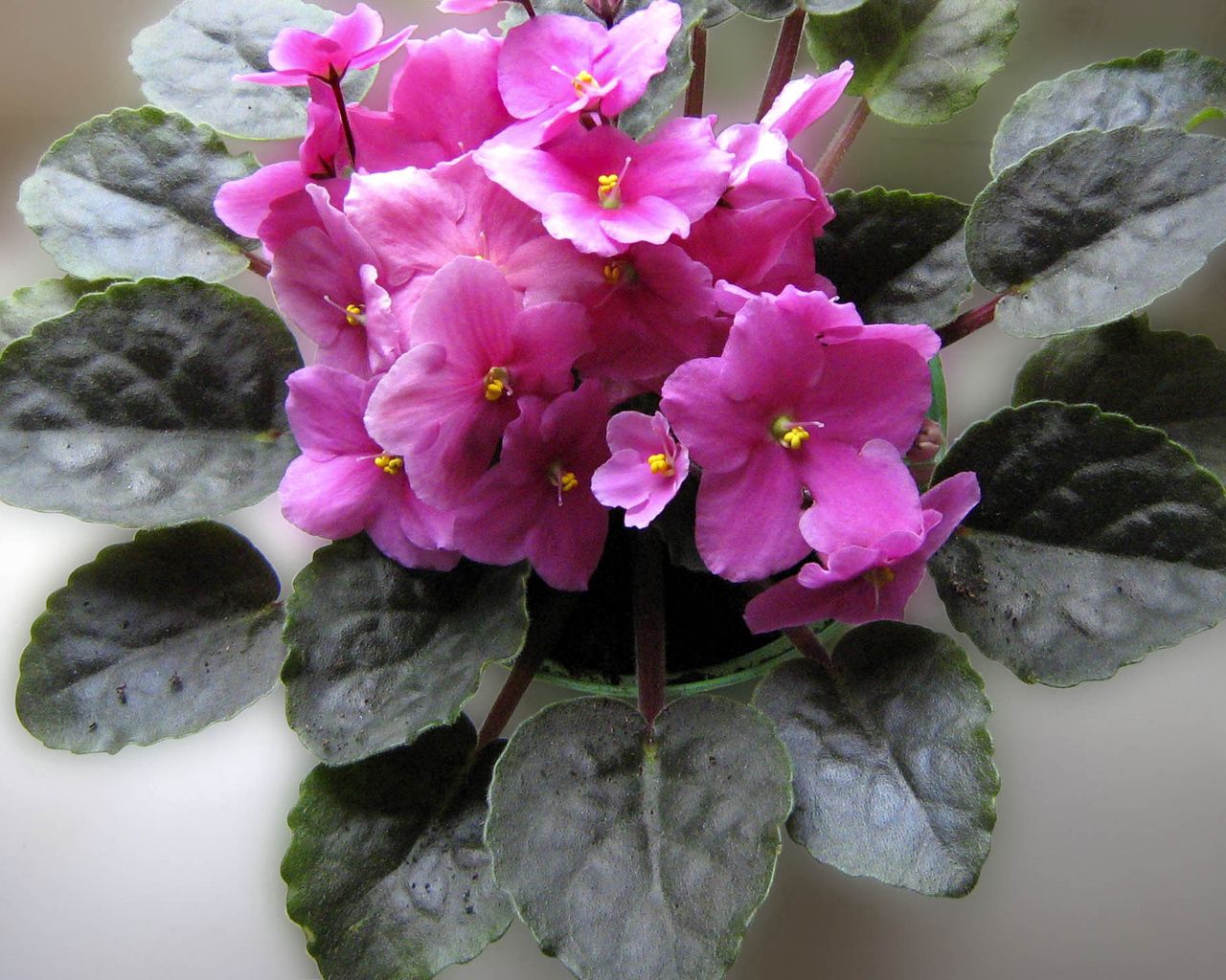 violet, flower, indoor, foliage, pot