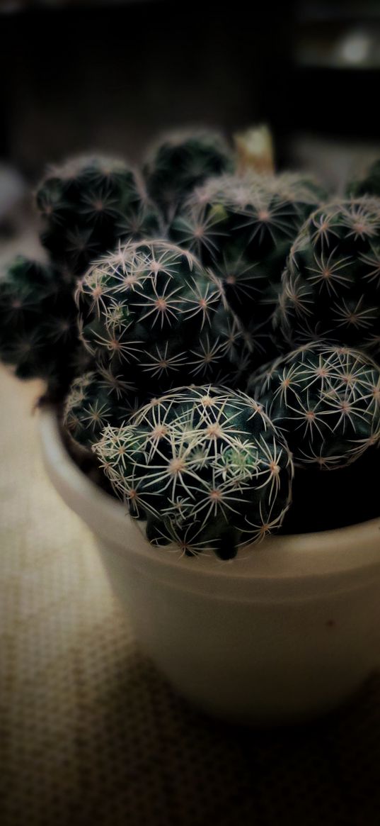 cacti, plants, pot, macro