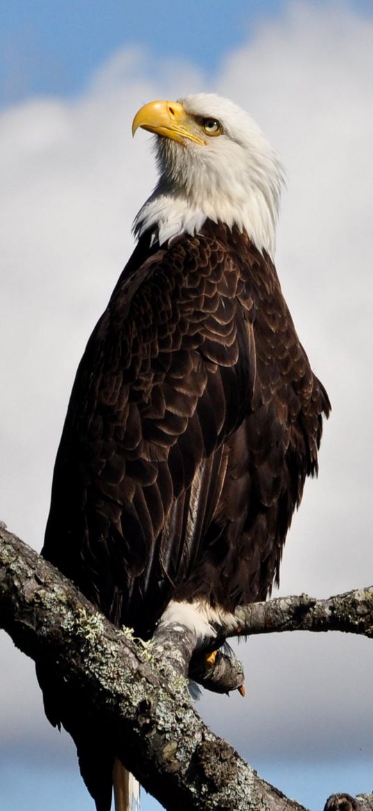 bald eagle, bird, branch, sky