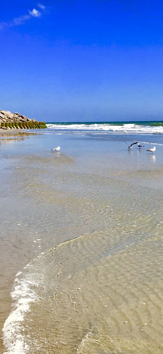 beach, sand, ocean, waves, seagulls