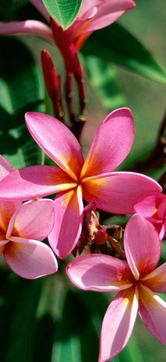 plumeria, shrubs, flowering, sharpness, greens