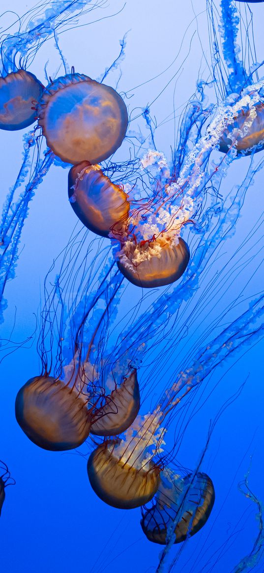 jellyfish, tentacles, blue, underwater