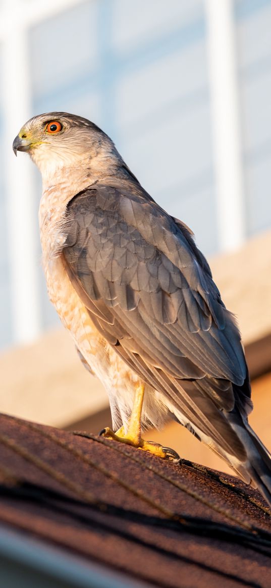 sparrowhawk, hawk, bird, roof