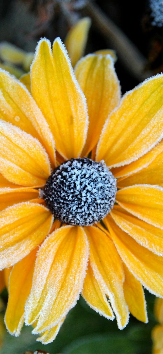 rudbeckia, flower, petals, frost, macro, yellow