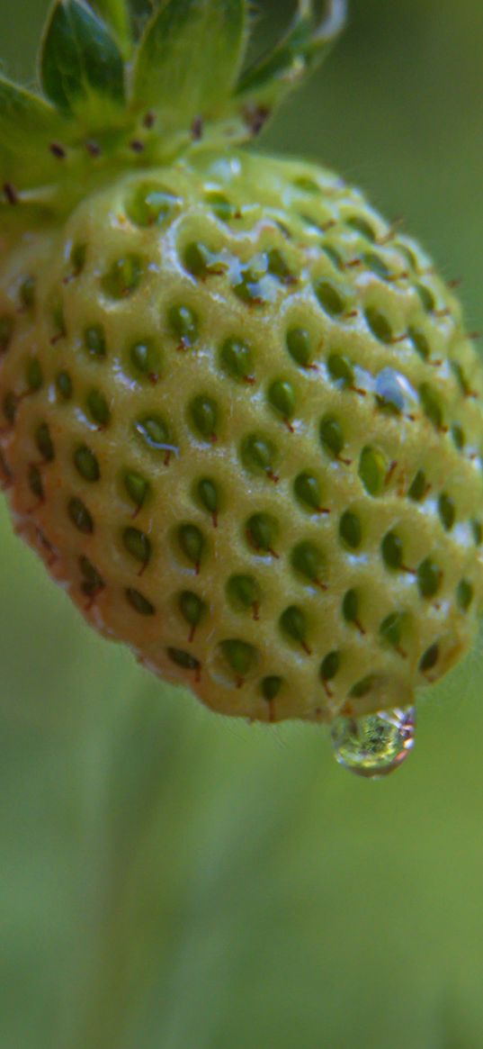 wild strawberry, drop, berry, macro, green